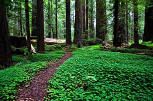 Avenue of the Giants 1-7093.jpg